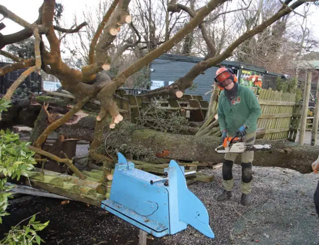 A picture of a person with a chainsaw next to a fallen tree