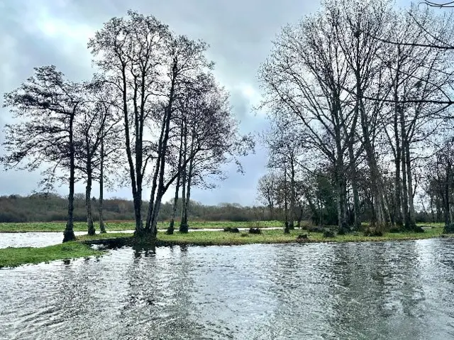 A flooded field surrounded by trees