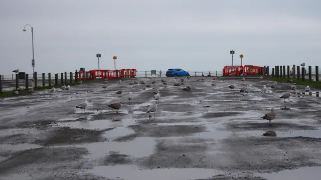 Seagulls on tarmac in Hastings