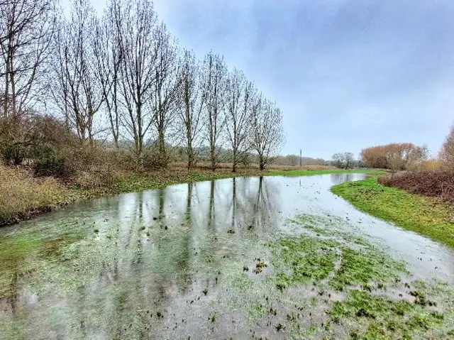 A flooded field surrounded by trees