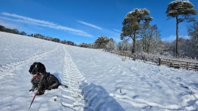 A black dog on a leash in a snowy field.