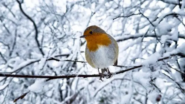 A robin in a snow covered tree