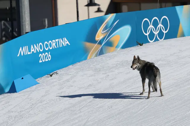 A dog wanders on the ski trail during the women's team cross country free sprint qualification event