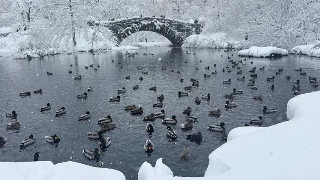 Ducks in a pond in Central Park during a winter storm in New York, US, on Monday, Feb. 23, 2026.