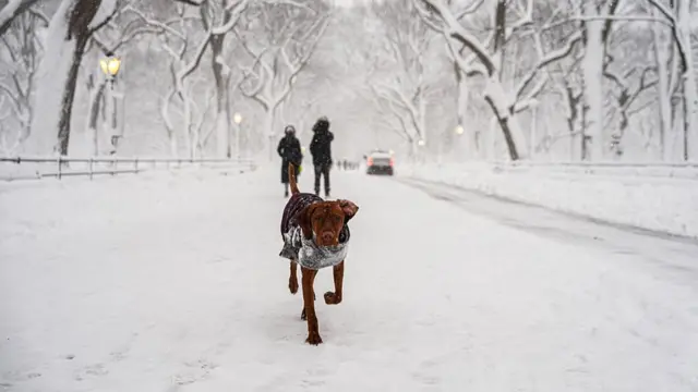 A dog runs through the snow in Central Park on February 23, 2026 in New York City.