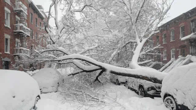 A fallen tree blocks a snow-covered street