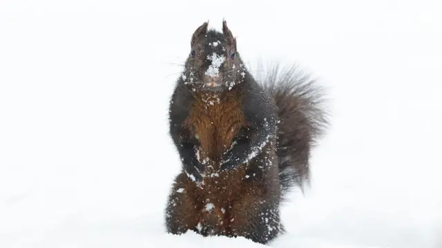 A squirrel covered in snow glances towards the camera Mount Pleasant Cemetery in Toronto.
