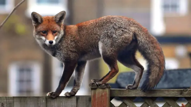 A fox stands on a garden fence. It is bushy and crimson coloured.
