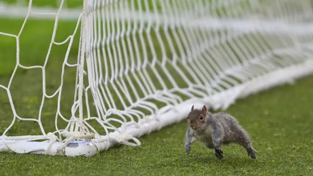 Squirrel runs behind the goal net on the pitch at the MKM Stadium