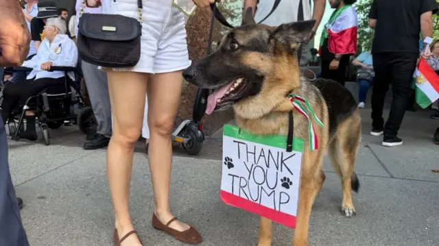 A dog in Los Angeles wears a sign around its neck saying "Thank you Trump"