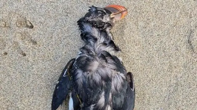 A lifeless, dead puffin is seen on a sandy beach from above. Its feathers are ruffled so both white feathers underneath the black top coat are seen.