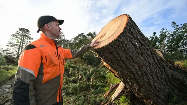 A man in high-vis clothing inspecting a chopped tree trunk