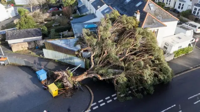 A fallen tree in Falmouth, Cornwall during Storm Goretti.