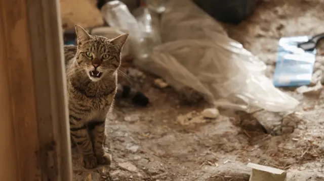 A cat looks on in a house which was destroyed by a strike in Tehran