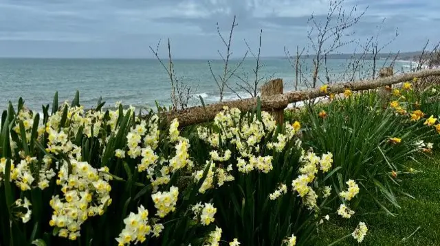 Yellow daffodils in front of a fence with the seahind. Take in Gunwalloe, Cornwall