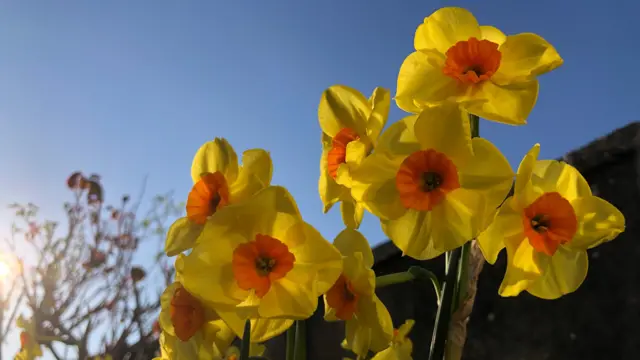 Daffodils in Exeter
