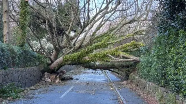 A large tree which has fallen during Storm Goretti in Saumarez Park in Guernsey