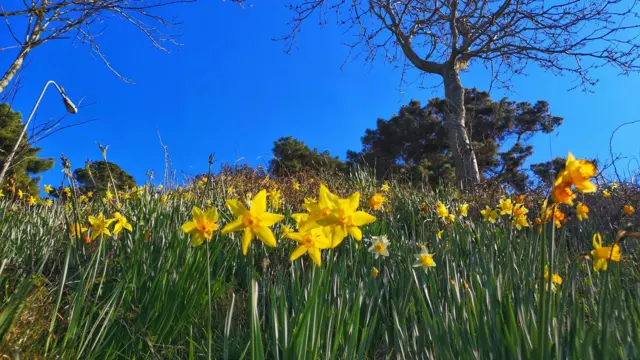 Daffodils in St Helier, Jersey