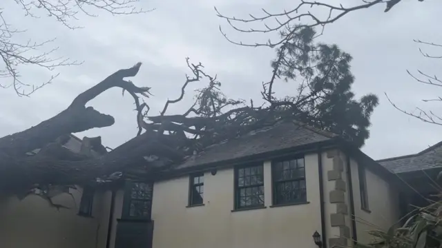 A tree has fallen into a house
