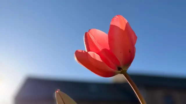 A flower in St Mary's Village, Jersey