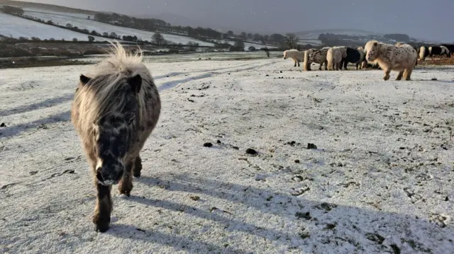 A pony walks along snowy ground on Dartmoor near Okehampton. Other ponies are stood in the background.
