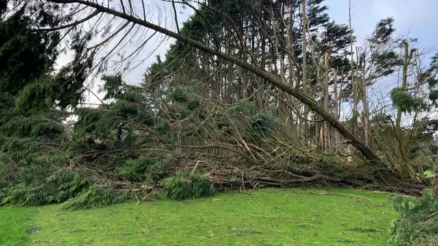 Trees down at Truro Golf Club
