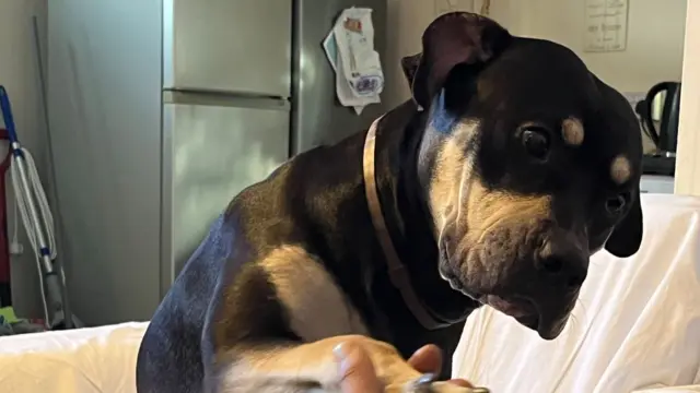 A black and tan bully dog is sat on the sofa and extends their paw towards the camera.