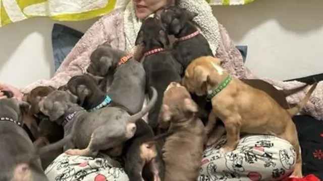 A crowd of XL bully puppies are climbing over a woman who appears to be in pajamas and a dressing gown