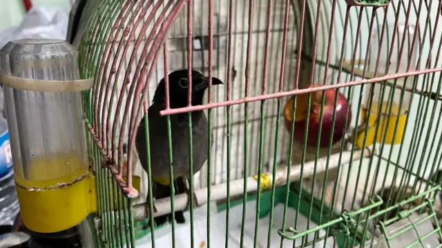 Photo of Bassima's pet bird, Bulbul, in a case at a shelter in Beirut