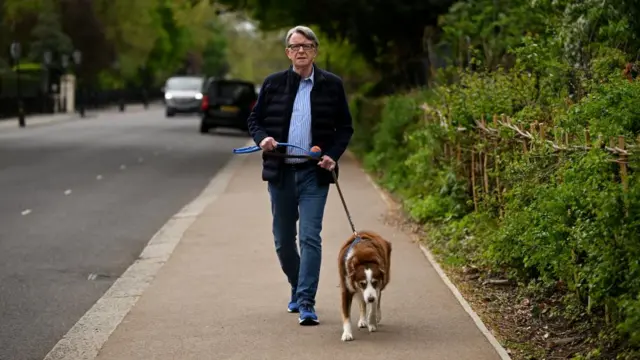 Mandelson walking along a pavement in front of some big green bushes. He holds a ball thrower with an orange ball inside it and a leather dog lead in the other hand