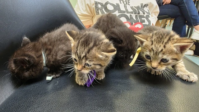 Small brown and black kittens.