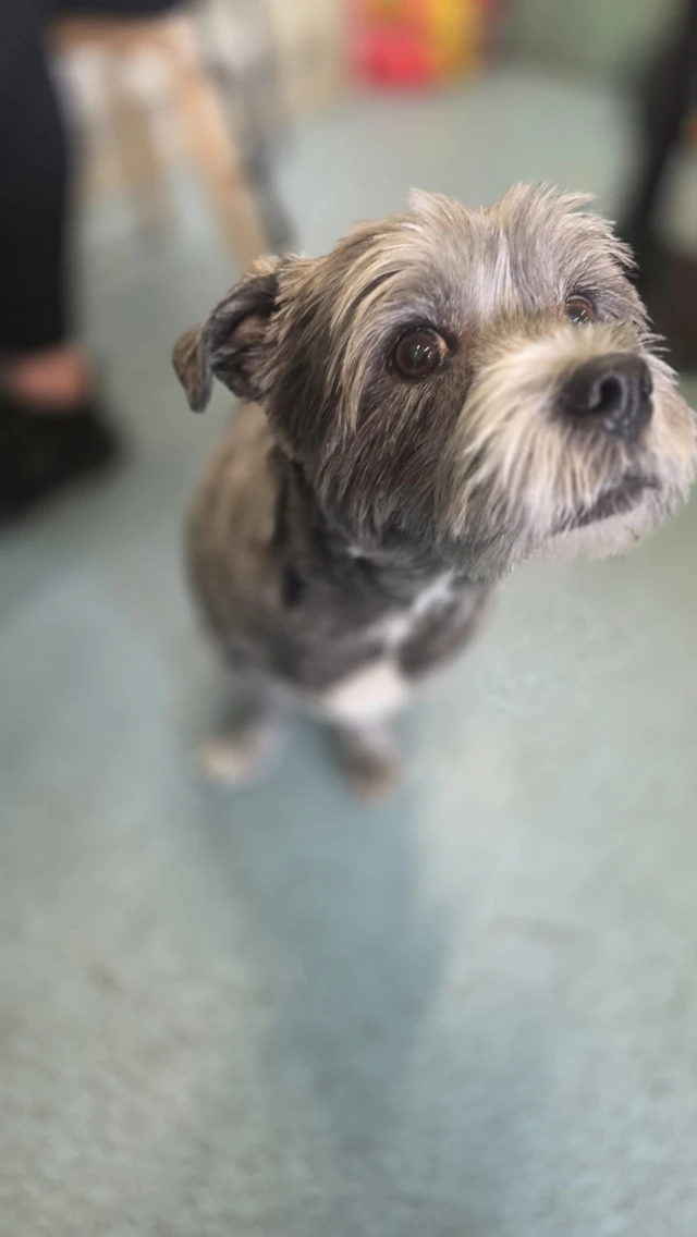 A small grey dog looking at the camera.
