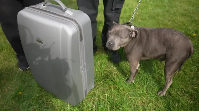 A dog next to a suitcase.