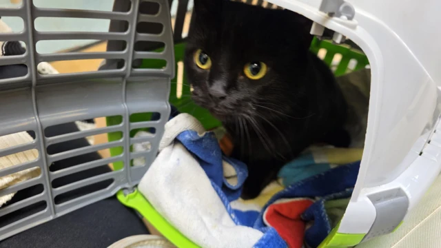 A black cat in a carrier case.