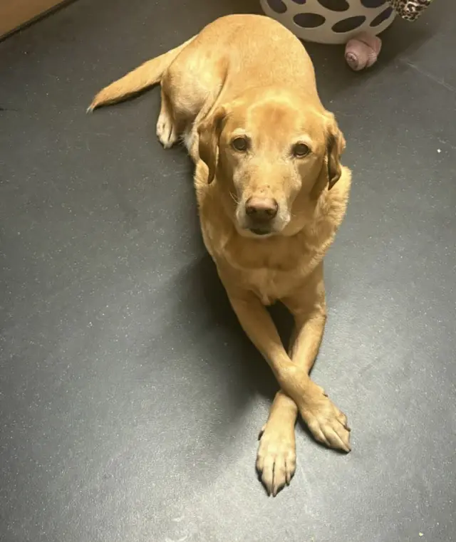 A picture of their dog.