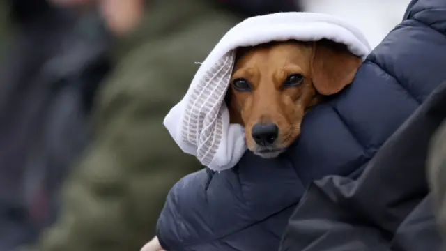 Dog at Taunton