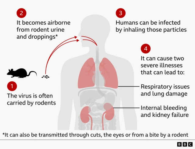 Graphic showing how hantavirus can spread