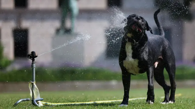 A black dog is sprayed by water from a grass sprinkler. The grass is a vibrant green and a yellow hose is attached to the sprinkler