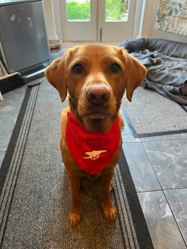 Arsenal dog