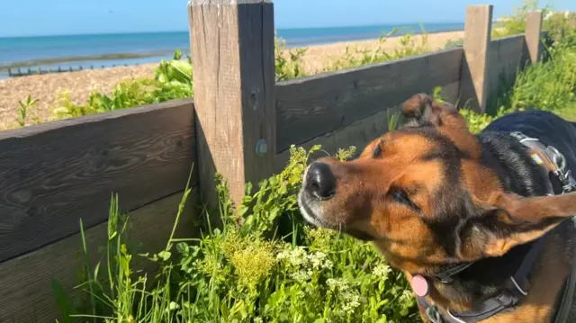 Dog sniffing plants beside wooden fence by beach.