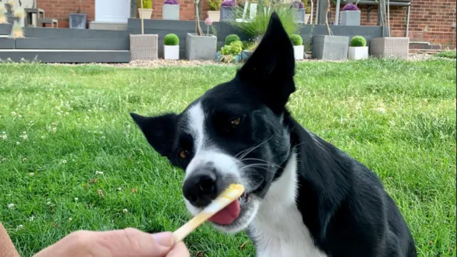 Dog licks a ice lolly stick in a garden.