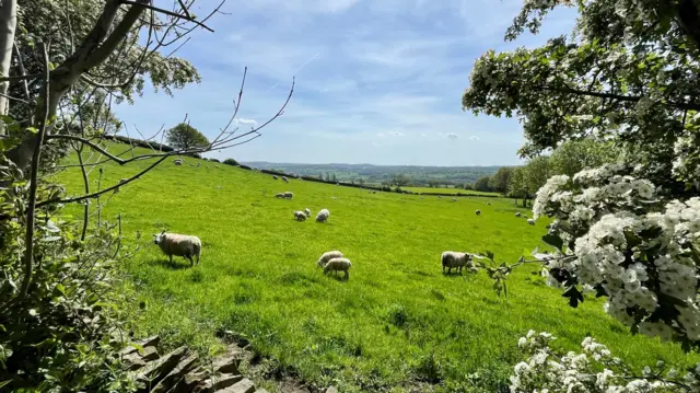 A heard of sheep graze on a sunny hill.