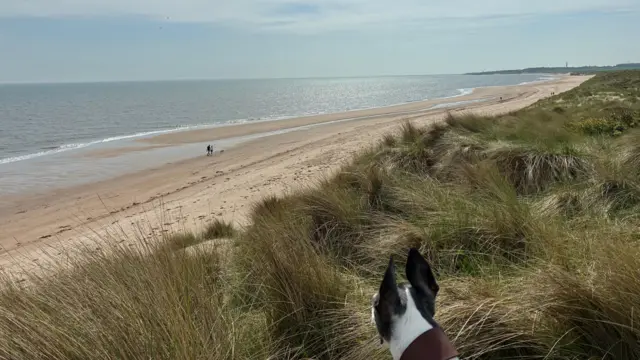 A dog stands on some sand dunes and looks out at the sea