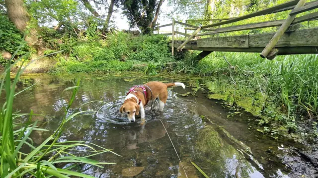 Dog standing in shallow stream beneath wooden bridge.