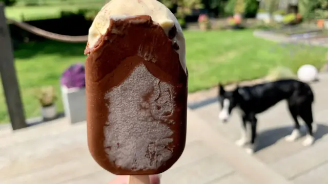 Part-eaten choc ice is held up in front of garden scene as dog looks on