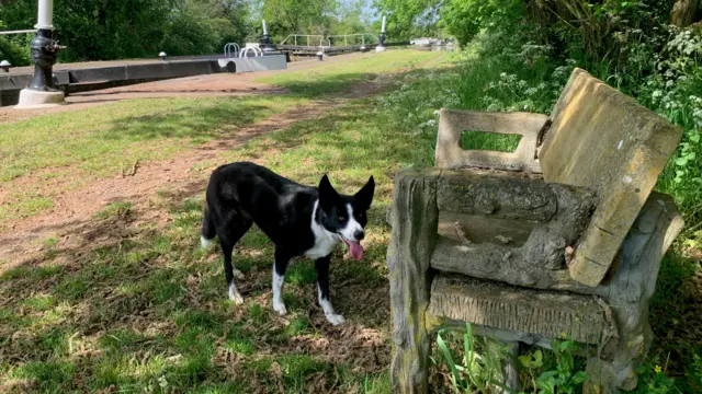 Black and white dog beside weathered stone bench in park.