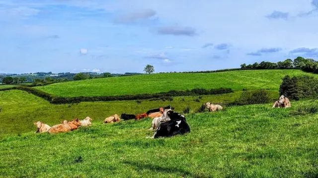 Cows laying on a field of grass
