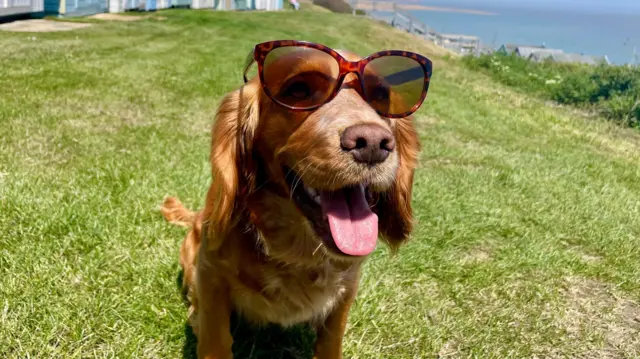 A dog sits outside a row of blue beach huts on grass wearing sunglasses.