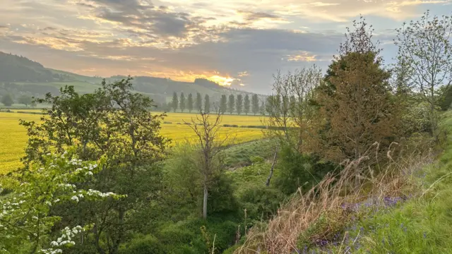 A sunny view across rolling yellow fields with trees in the distance and some cloud broken by sunrise