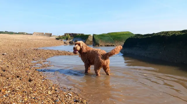 A golden-coloured dog cools off in a pool of water in Lowestoft, Suffolk
